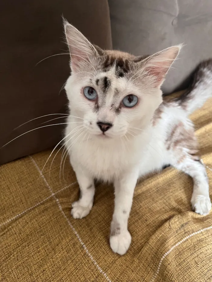 Gato raça SRD-ViraLata idade 1 ano nome Jin