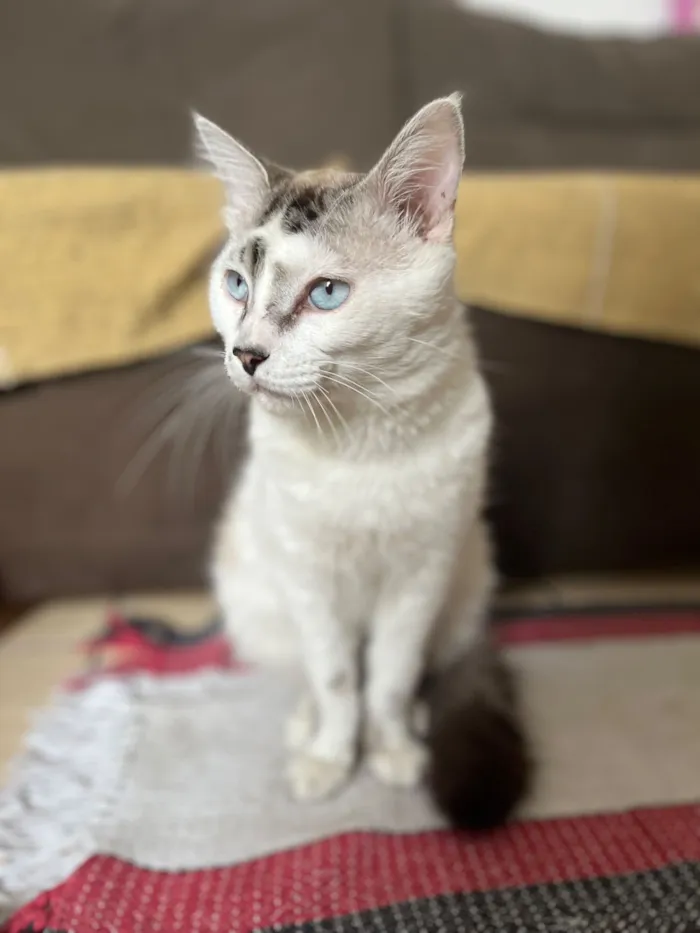 Gato raça SRD-ViraLata idade 1 ano nome Jin