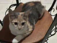 Gato raça SRD-ViraLata idade 2 a 6 meses nome Gatos