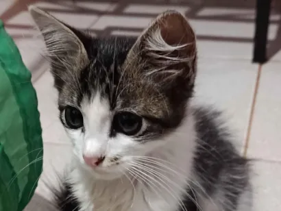 Gato raça SRD-ViraLata idade 2 a 6 meses nome Sem nome