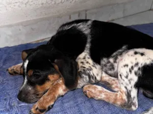 Cachorro raça SRD-ViraLata idade 2 a 6 meses nome Bob