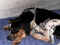 Cachorro raça SRD-ViraLata idade 2 a 6 meses nome Bob