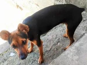 Cachorro raça Pinscher idade 2 a 6 meses nome PITIKO