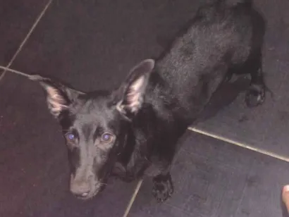 Cachorro raça SRD-ViraLata idade 2 a 6 meses nome BARBARA JENNIFER DE LIMA DE SOUZA