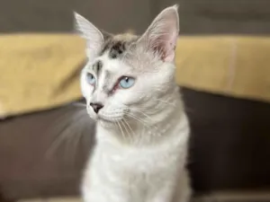 Gato raça SRD-ViraLata idade 1 ano nome Jin