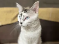 Gato raça SRD-ViraLata idade 1 ano nome Jin