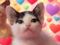 Gato raça SRD-ViraLata idade Abaixo de 2 meses nome Maria da Graça 