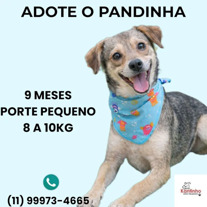 Pandinha
