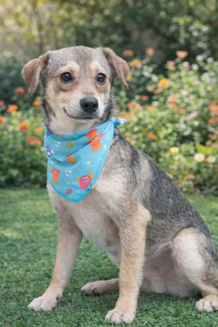 Cachorro raça SRD-ViraLata idade 2 a 6 meses nome Pandinha