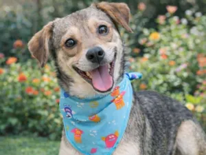 Cachorro raça SRD-ViraLata idade 2 a 6 meses nome Pandinha