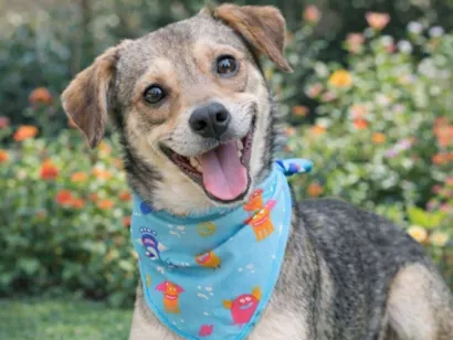 Cachorro raça SRD-ViraLata idade 2 a 6 meses nome Pandinha