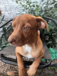 Cachorro raça Pit-Bull idade 2 a 6 meses nome Caramelo