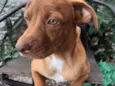 Cachorro raça Pit-Bull idade 2 a 6 meses nome Caramelo