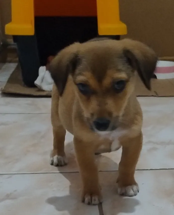 Cachorro raça SRD-ViraLata idade 2 a 6 meses nome Amora