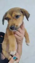 Cachorro raça SRD-ViraLata idade 2 a 6 meses nome Amora