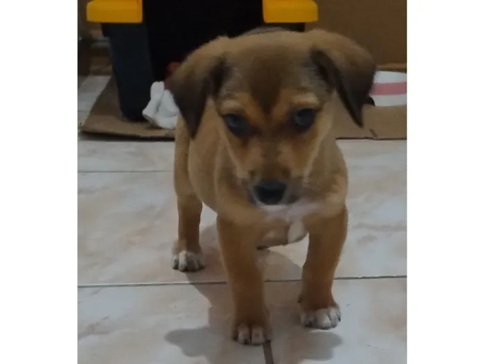 Cachorro raça SRD-ViraLata idade 2 a 6 meses nome Amora