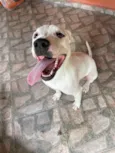 Cachorro raça Pit-Bull idade 7 a 11 meses nome Olie