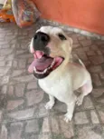 Cachorro raça Pit-Bull idade 7 a 11 meses nome Olie