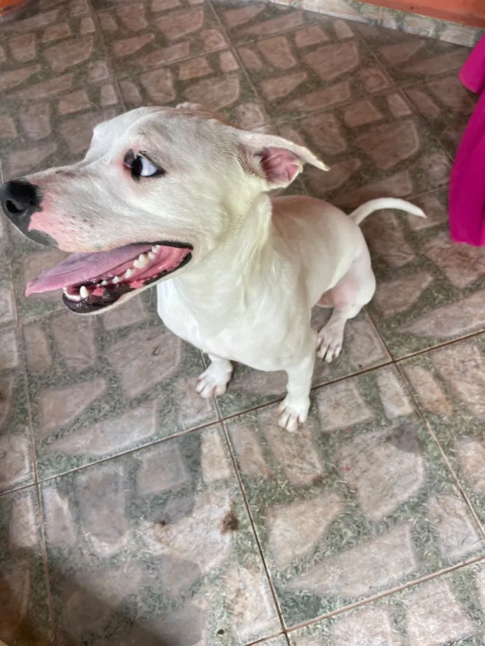 Cachorro raça Pit-Bull idade 7 a 11 meses nome Olie