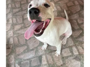 Cachorro raça Pit-Bull idade 7 a 11 meses nome Olie
