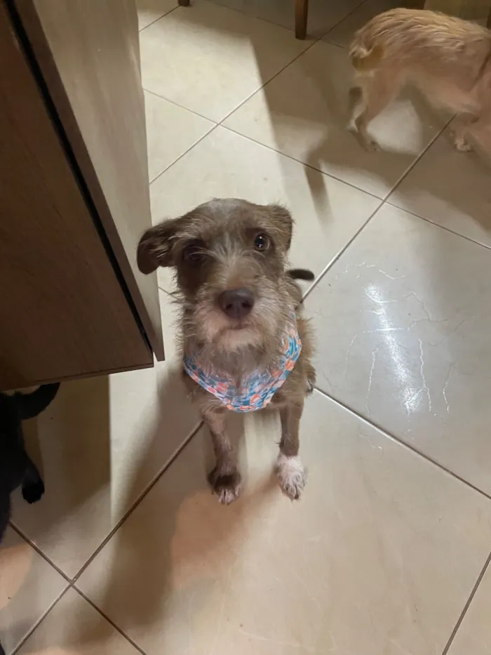 Cachorro raça SRD-ViraLata idade 2 anos nome Cockie