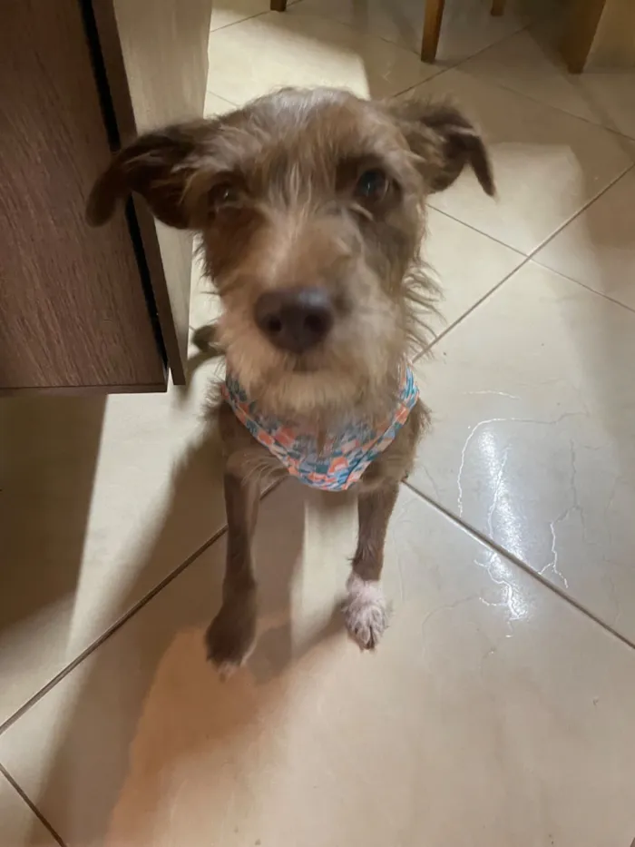 Cachorro raça SRD-ViraLata idade 2 anos nome Cockie