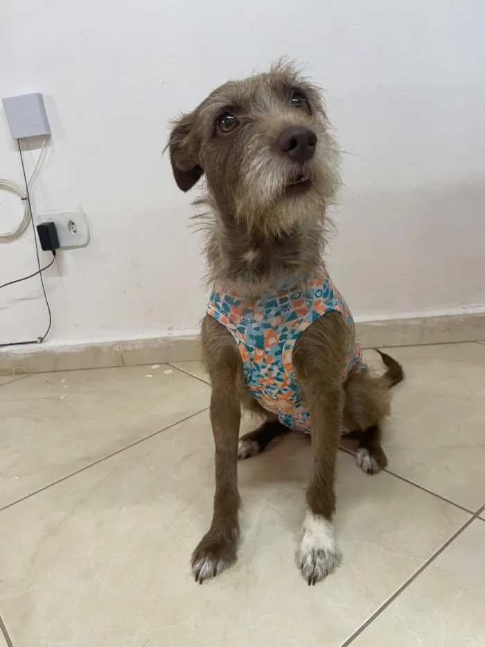 Cachorro raça SRD-ViraLata idade 2 anos nome Cockie