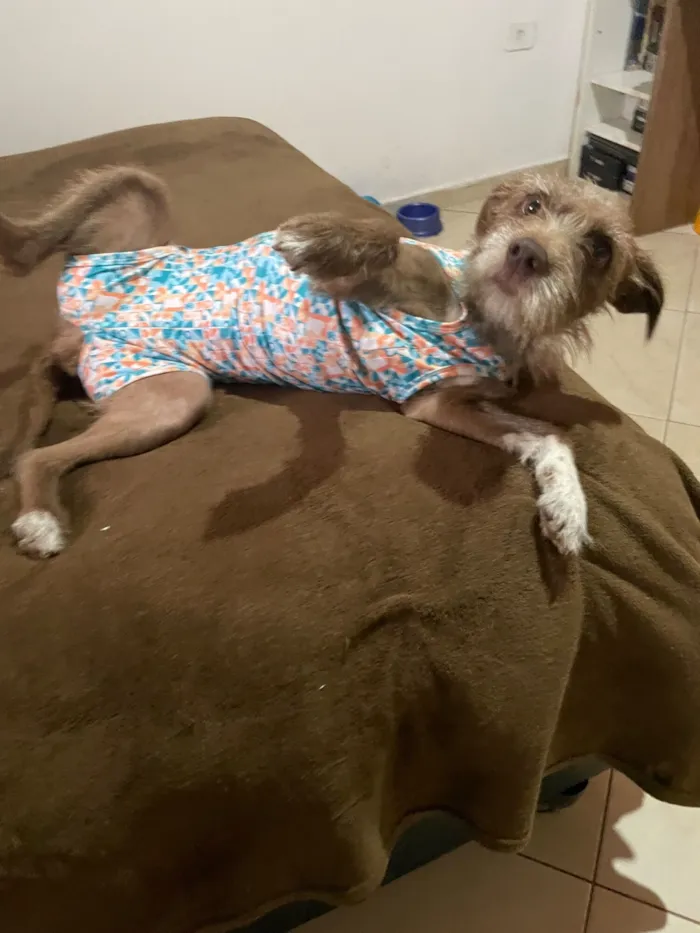 Cachorro raça SRD-ViraLata idade 2 anos nome Cockie