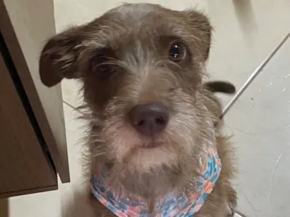 Cachorro raça SRD-ViraLata idade 2 anos nome Cockie