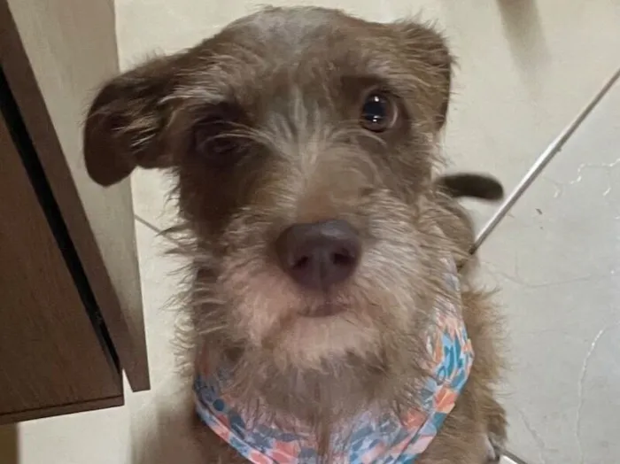 Cachorro raça SRD-ViraLata idade 2 anos nome Cockie