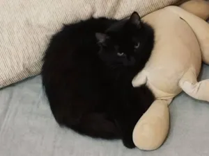 Gato raça SRD-ViraLata idade 7 a 11 meses nome Cacau