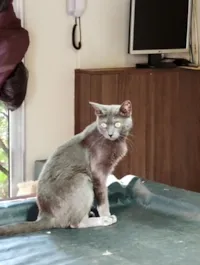 Gato raça SRD-ViraLata idade 7 a 11 meses nome Stit