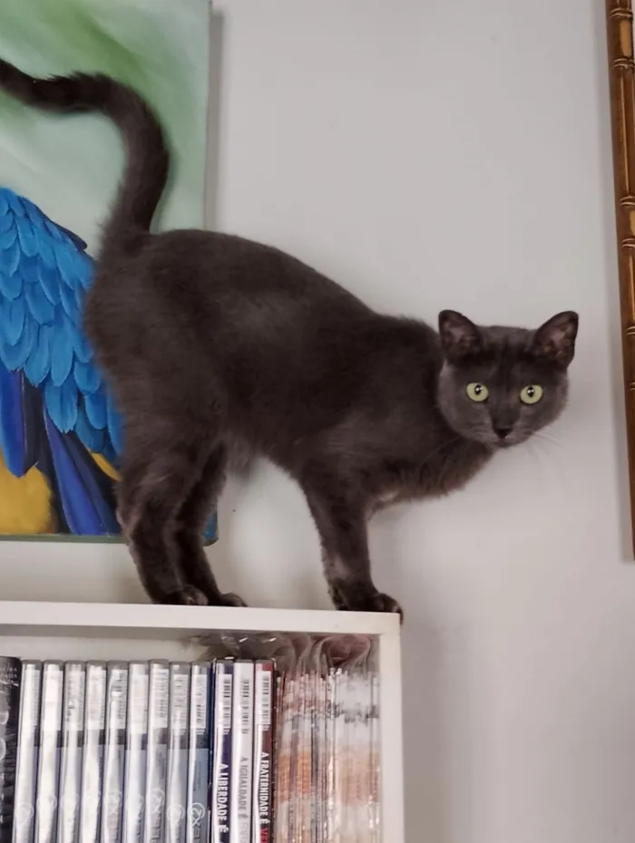 Gato raça SRD-ViraLata idade 7 a 11 meses nome Stit