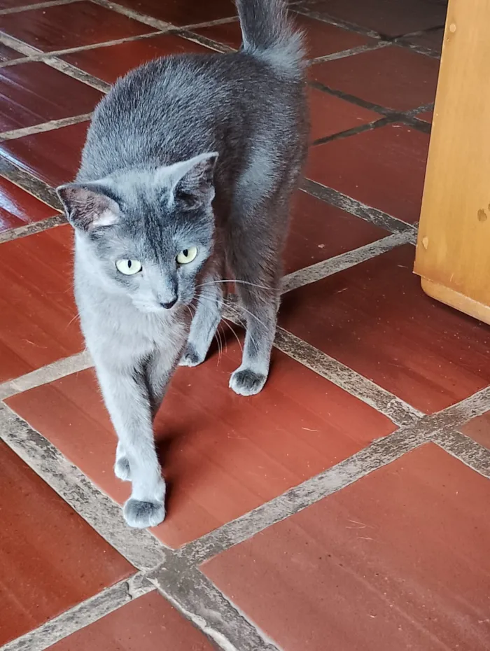 Gato raça SRD-ViraLata idade 7 a 11 meses nome Stit