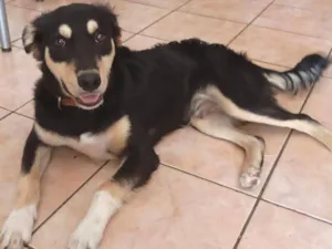 Cachorro raça SRD-ViraLata idade 7 a 11 meses nome Bolt