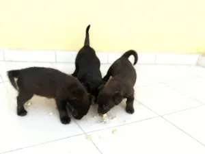 Cachorro raça SRD-ViraLata idade Abaixo de 2 meses nome Sem nomes