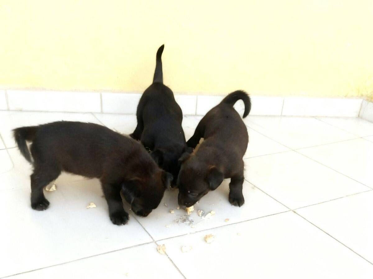 Cachorro raça SRD-ViraLata idade Abaixo de 2 meses nome Sem nomes