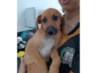Cachorro raça SRD-ViraLata idade 2 a 6 meses nome General 