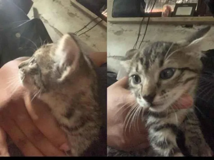 Gato raça SRD-ViraLata idade 2 a 6 meses nome Mia