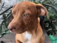 Cachorro raça Pit-Bull idade 2 a 6 meses nome Caramelo