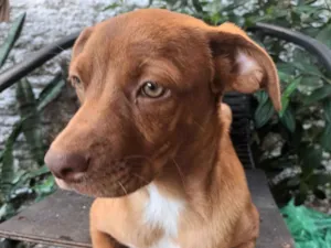 Cachorro raça Pit-Bull idade 2 a 6 meses nome Caramelo