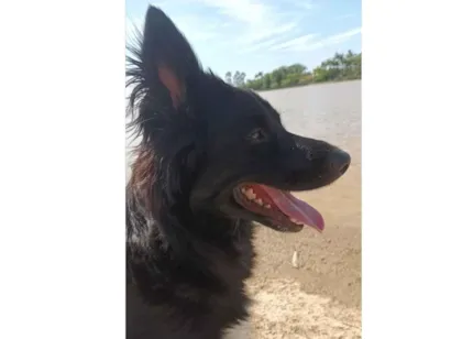 Cachorro raça Pastor Alemão idade 4 anos nome Mel