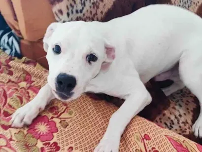 Cachorro raça Pit-Bull idade 7 a 11 meses nome Olie