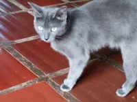 Gato raça SRD-ViraLata idade 7 a 11 meses nome Stit