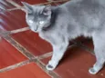 Gato raça SRD-ViraLata idade 7 a 11 meses nome Stit