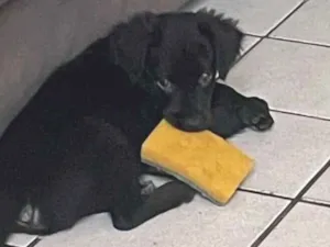 Cachorro raça Basset-Cofap idade 2 a 6 meses nome Arnold