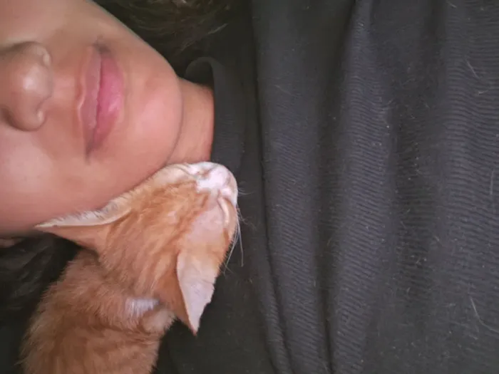 Gato raça SRD-ViraLata idade 2 a 6 meses nome N tem 