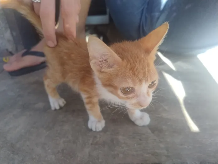 Gato raça SRD-ViraLata idade 2 a 6 meses nome N tem 