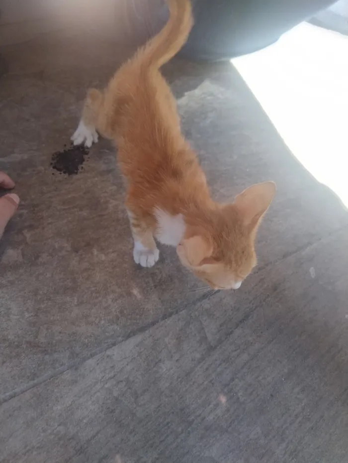 Gato raça SRD-ViraLata idade 2 a 6 meses nome N tem 