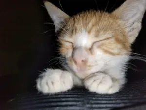 Gato raça SRD-ViraLata idade 2 a 6 meses nome N tem 